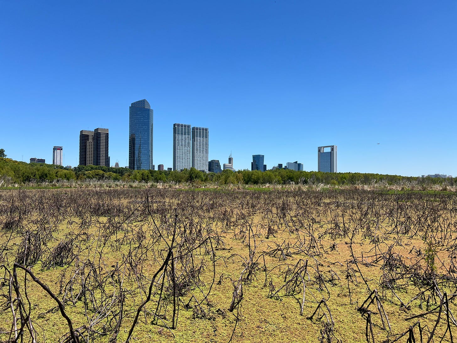 a city skyline behind a green marshy pond with lots of brown sticks coming out of it