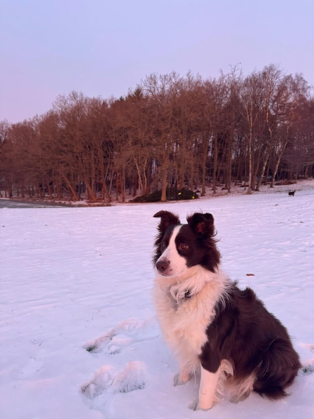 A dog in the snow at sunset