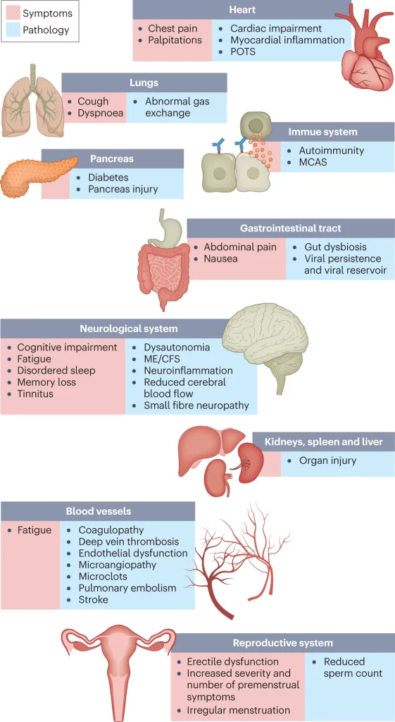 Image with 9 squares, each an organ, with left (symptoms or sym) and right columns (pathology or path) of Long COVID. Heart sym: chest pain and palpitations; path: cardiac impairment, myocardial inflammation, POTS. Lung sym: cough, dyspnea; path: abnormal gas exchange. Immune no sym; pathology: autoimmunity, MCAS. Pancreas no sym; path: diabetes, pancreas injury. GI tract sym: abdominal pain, nausea; path: gut dysbiosis, viral persistence, viral reservoir. Neuro sym: cognitive impairment, fatigue, disordered sleep, memory loss, tinnitus; path: dysautonomia, ME/CFS, neuroinflammation, reduced cerebral blood flow, small fiber neuropathy. Kidneys, spleen, liver with no sym; path: organ injury. Blood vessel sym: fatigue; path: coagulopathy, deep vein thrombosis, endothelial dysfunction, microangiopathy, microclots, pulmonary embolism, stroke. Reproductive sym: erectile dysfunction, increased severity and number of premenstrual symptoms, irregular menstruation; path: reduced sperm count. Image with 9 squares, each an organ, with left (symptoms or sym) and right columns (pathology or path) of Long COVID. Heart sym: chest pain and palpitations; path: cardiac impairment, myocardial inflammation, POTS. Lung sym: cough, dyspnea; path: abnormal gas exchange. Immune no sym; pathology: autoimmunity, MCAS. Pancreas no sym; path: diabetes, pancreas injury. GI tract sym: abdominal pain, nausea; path: gut dysbiosis, viral persistence, viral reservoir. Neuro sym: cognitive impairment, fatigue, disordered sleep, memory loss, tinnitus; path: dysautonomia, ME/CFS, neuroinflammation, reduced cerebral blood flow, small fiber neuropathy. Kidneys, spleen, liver with no sym; path: organ injury. Blood vessel sym: fatigue; path: coagulopathy, deep vein thrombosis, endothelial dysfunction, microangiopathy, microclots, pulmonary embolism, stroke. Reproductive sym: erectile dysfunction, increased severity and number of premenstrual symptoms, irregular menstruation; path: reduced sperm count.