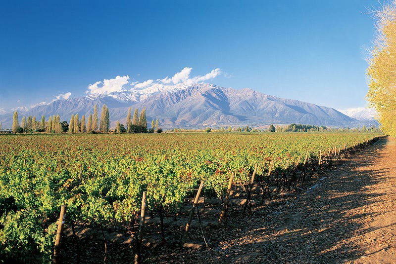 Chilean vineyards in the Puente Alto region, with the Andes as a backdrop.