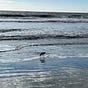 Susanna's avatar