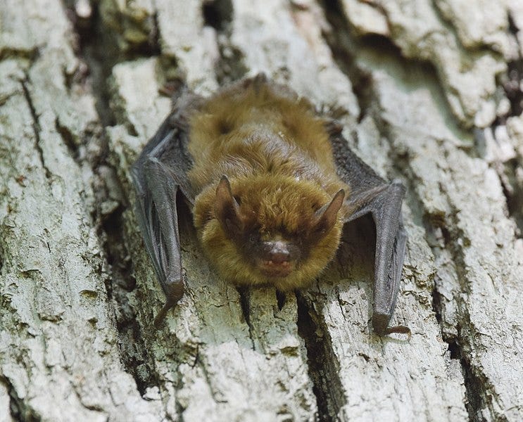 File:Little Brown Bat? (flying during the day - flushed?) (33741700644).jpg File:Little Brown Bat? (flying during the day - flushed?) (33741700644).jpg