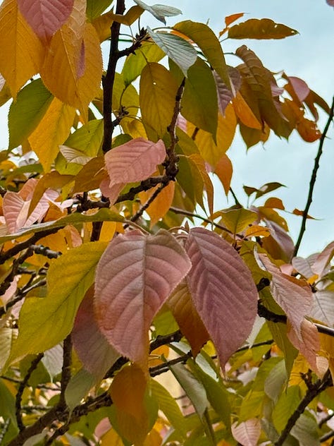 photos of head house farmers market and fall in philly
