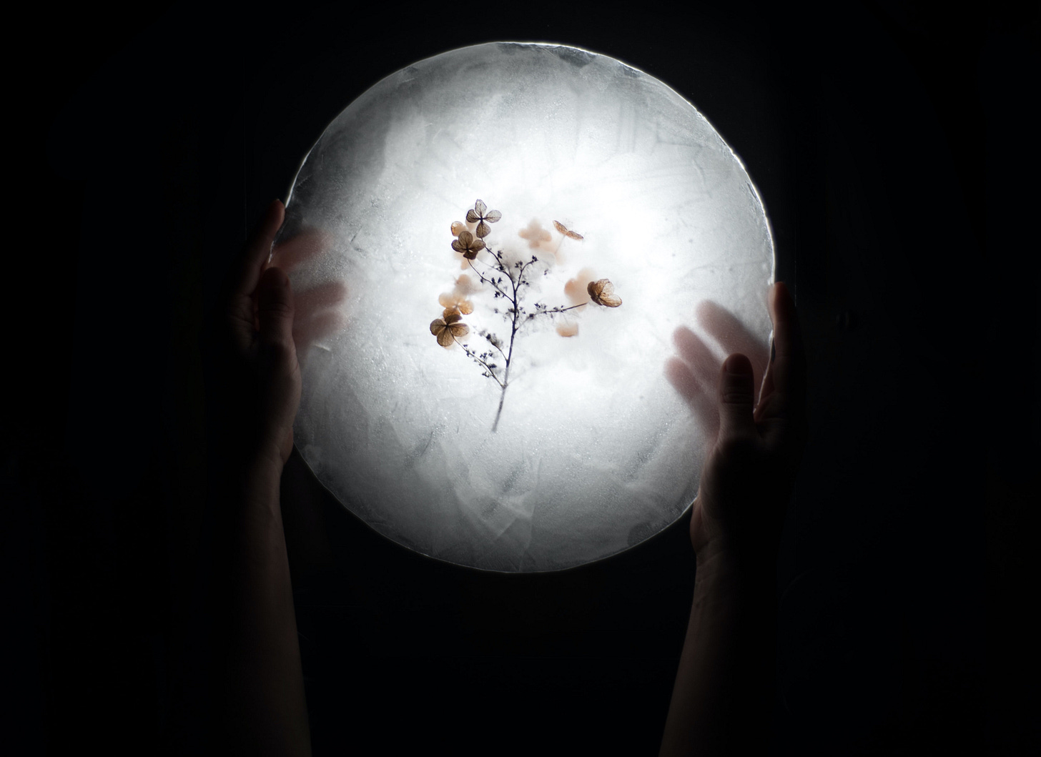 a photo of two hands holding up a disc of ice with hydrangea flower frozen inside. All around is absolutely black and the ice is lit from behind, so it looks like a moon with flower in it