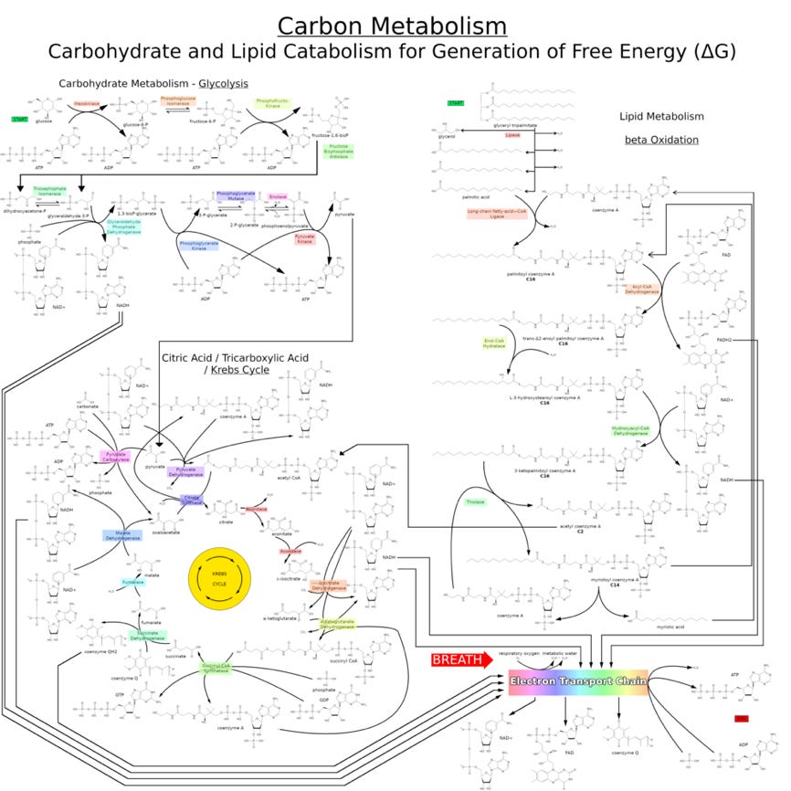 A diagram of a carbohydrate and lipid catabolism
AI-generated content may be incorrect. A diagram of a carbohydrate and lipid catabolism
AI-generated content may be incorrect.