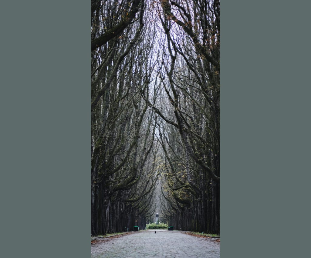 Fall colored leaves line either side of a grey brick lane leading to a cemetery monument. Tall trees with black trunks and limbs raised to the grey sky line either side of the brick lane, making it look like a tunnel of branches.