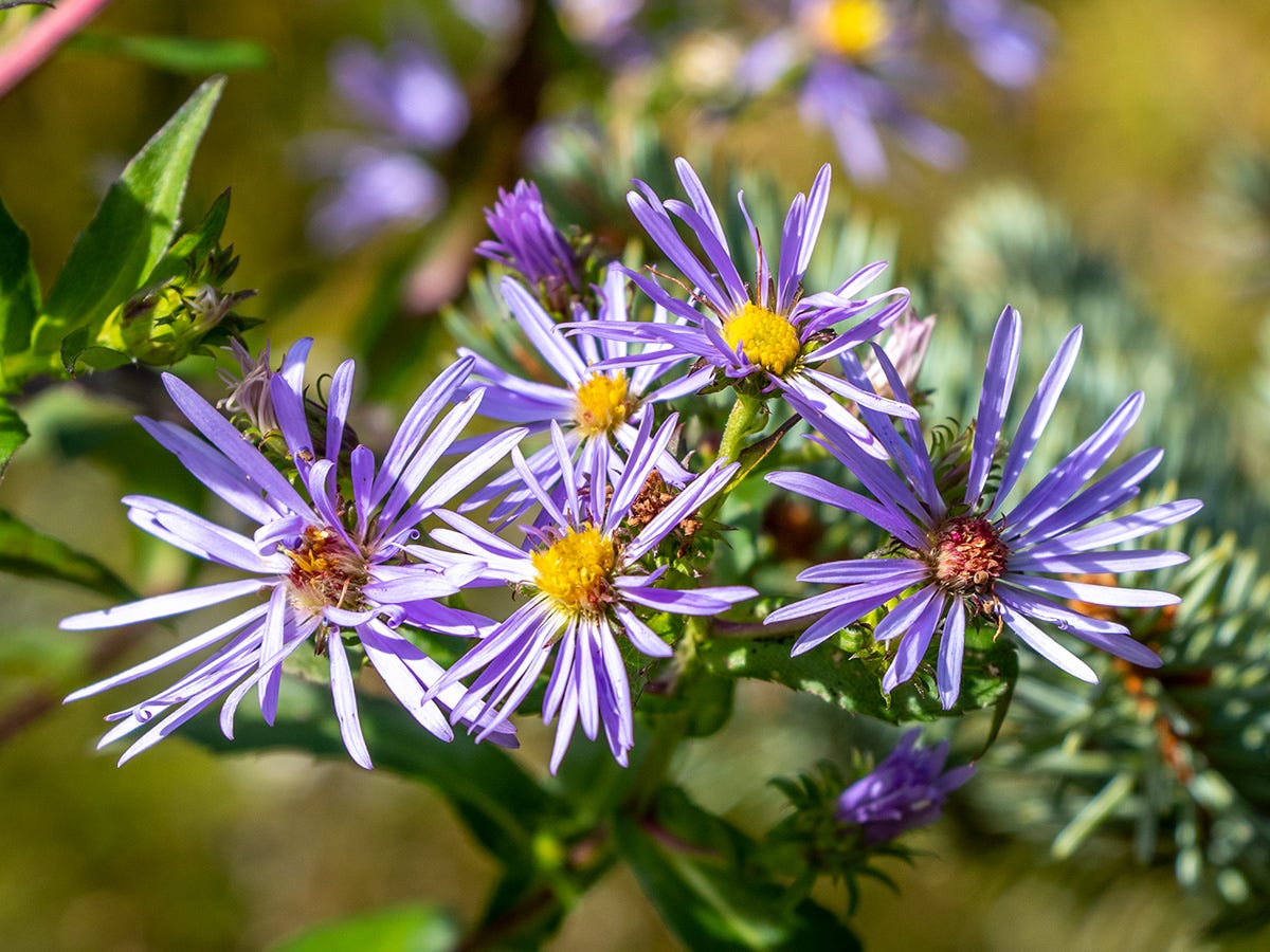 Purple Aster