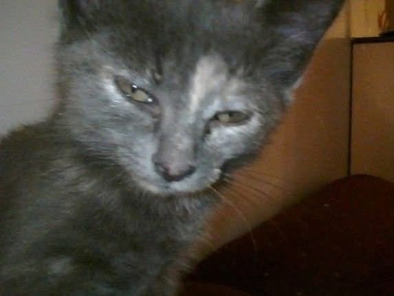 Two pictures of Daffodil, a tortoiseshell kitten