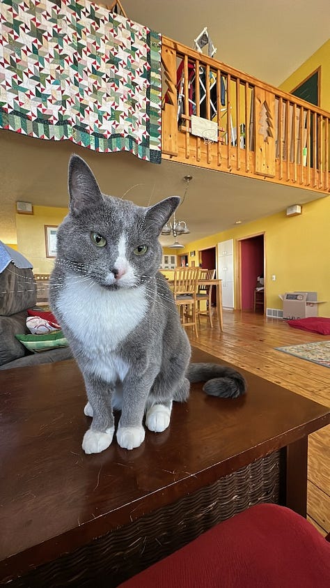 3 photos of cats