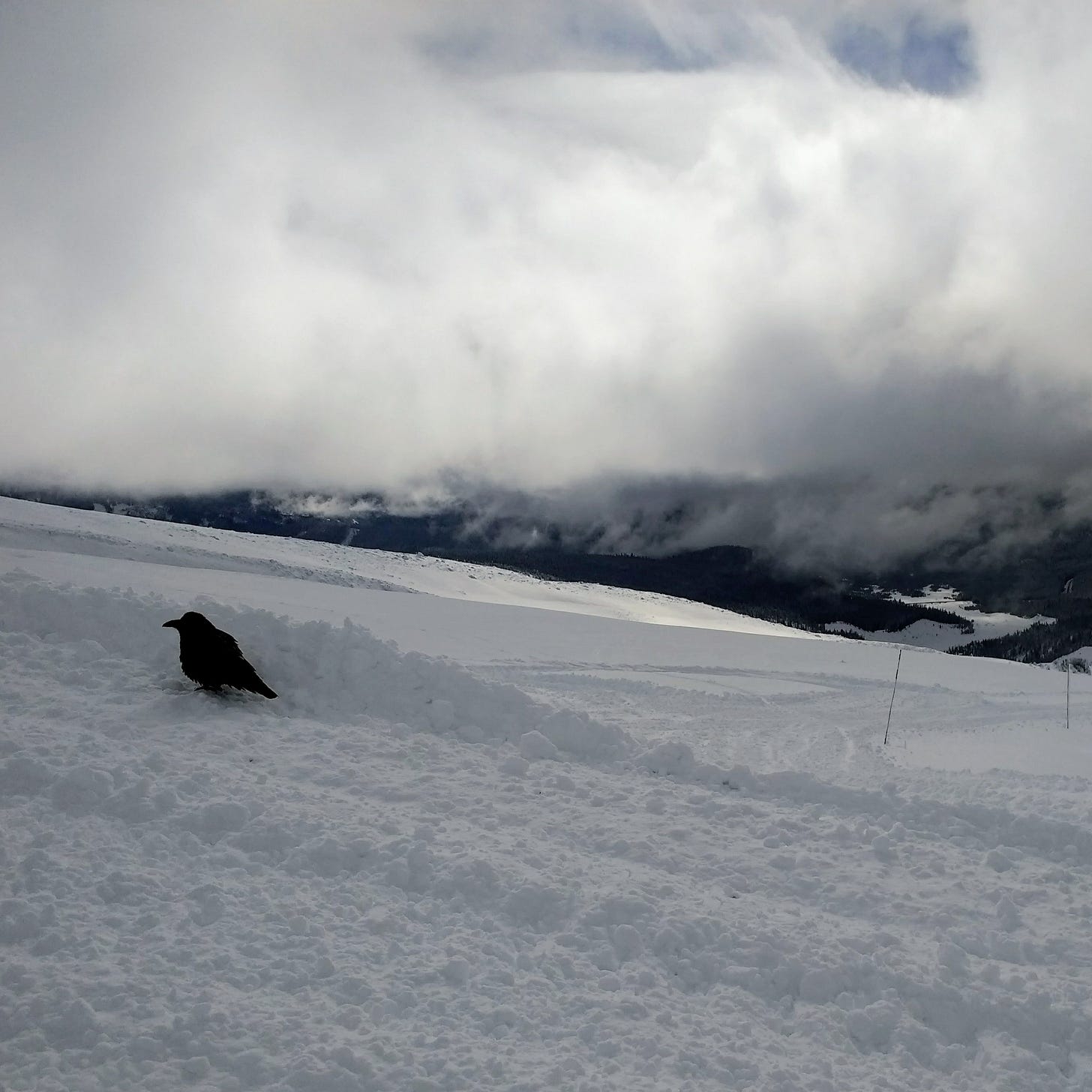 a black raven sits in a field of snow with stormclouds overhead