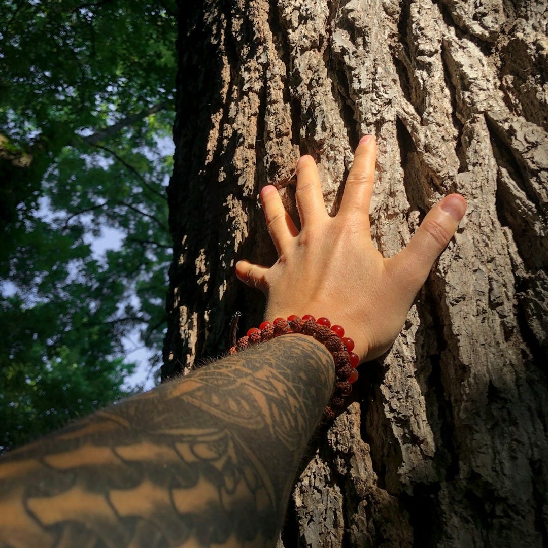 a hand reaching up to a tree trunk a hand reaching up to a tree trunk