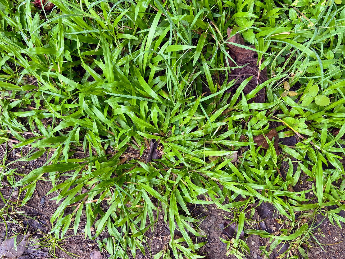 tropical grass