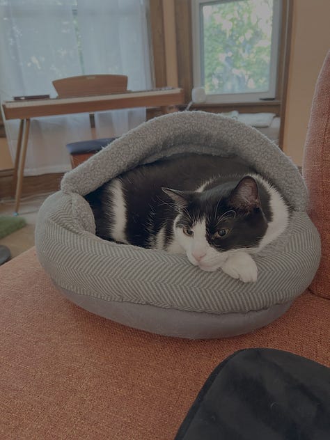 Pictures of cats