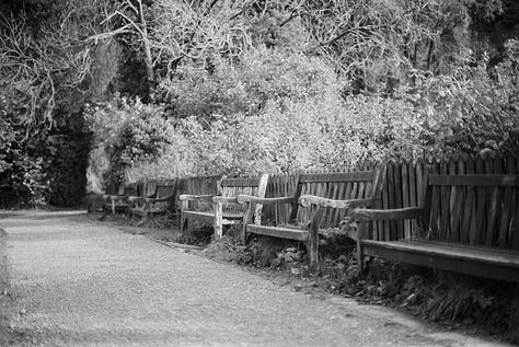 Three black and white images incoporating nature (trees and plants) and human constructions (gates in the first, a fence in the second and a series of benches in the third). The images show the contrasts of light and dark using shadows, and the links between past, present and future with the use of leading lines.