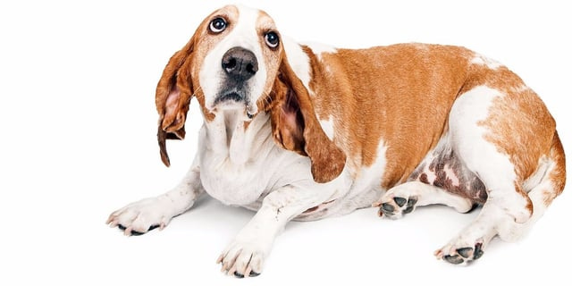 TIL that the famous "guilty look" dogs have when they realize they've done  something wrong isn't actually guilt. It's actually fear of being punished.  : r/todayilearned