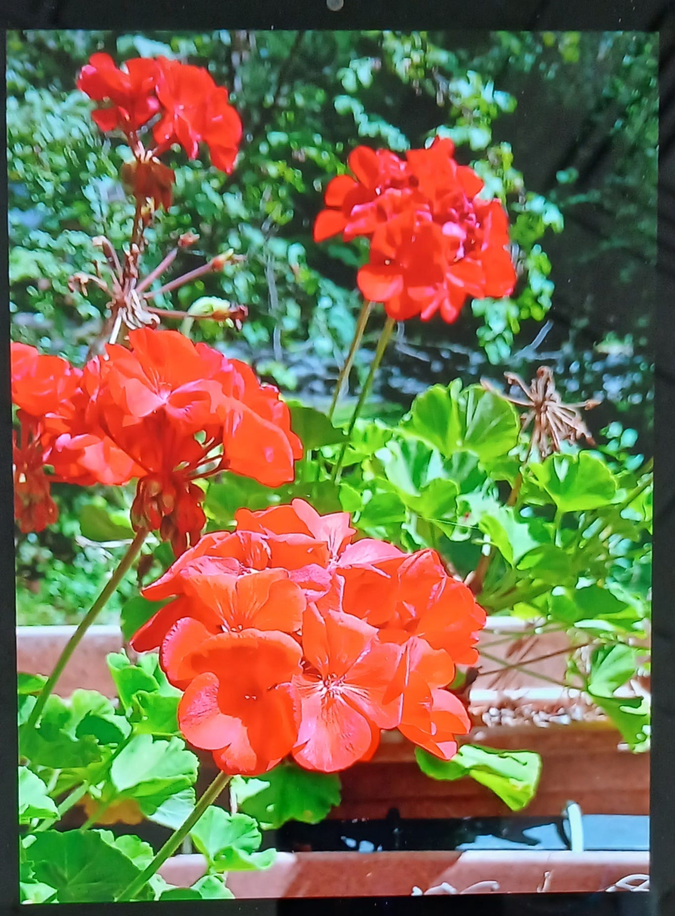 red-orange geraniums on a green background