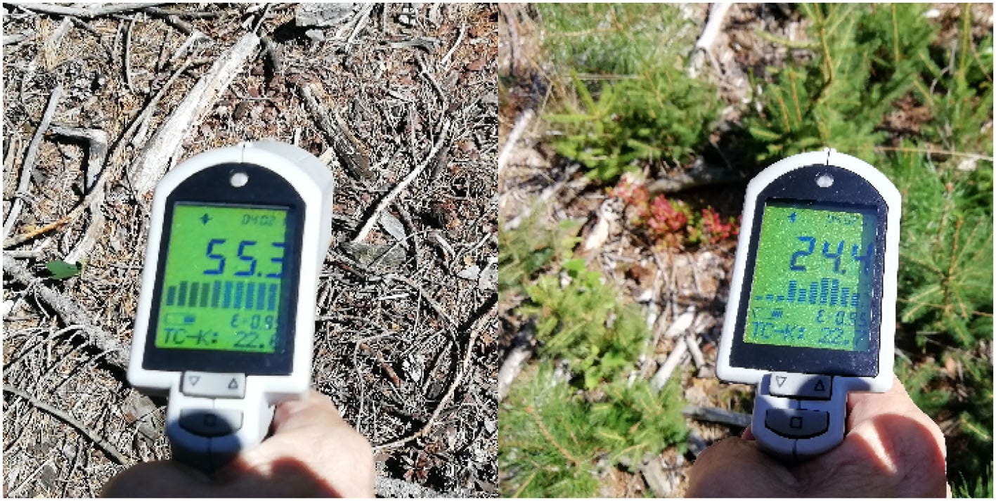 Local cooling from plant transpiration. With incoming solar radiation of about 1 kW m−2, dry area on the deforested plot (left) has temperature of 55.3°C. Young transpiring trees (right) lower the surface temperature by almost 30°C. Distance between the two spots is 1 m. Measurements and photo credit Jan Pokorný.