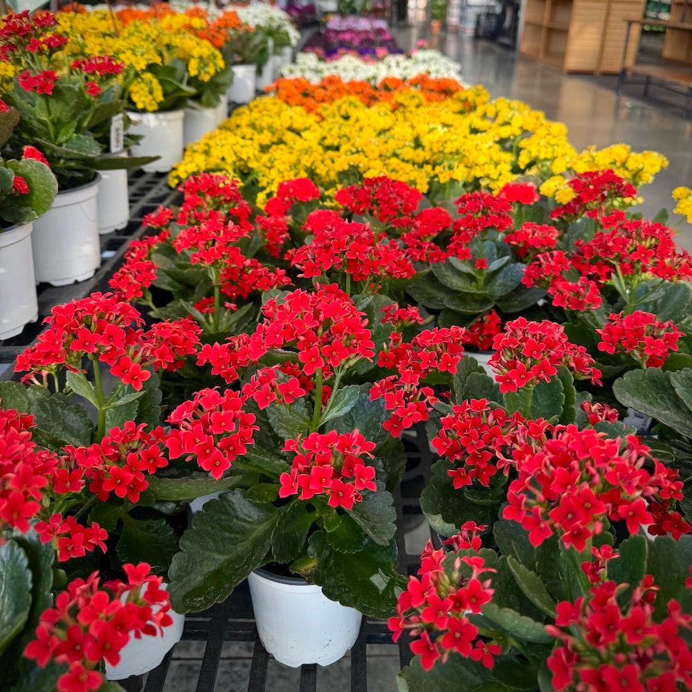 Winter Houseplant Survival Guide: What Indoor Plant Parents Need to Know, image size:1000x1000