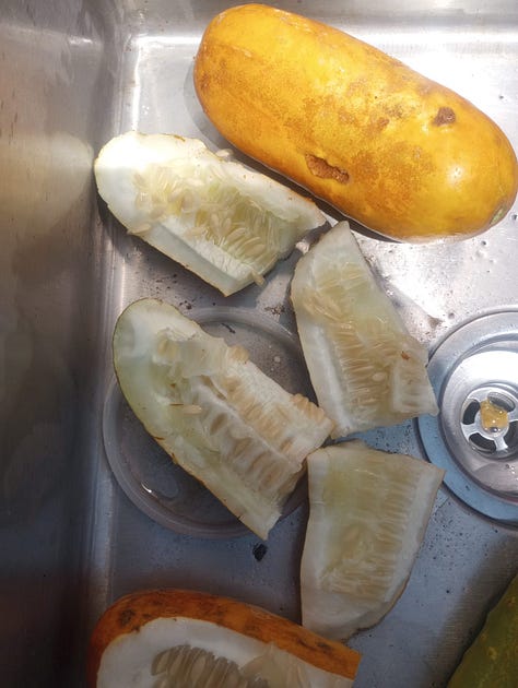 A metal sink filled with cucumber halves. A plastic container filled with seeds. A close up of seeds in a cucumber. 