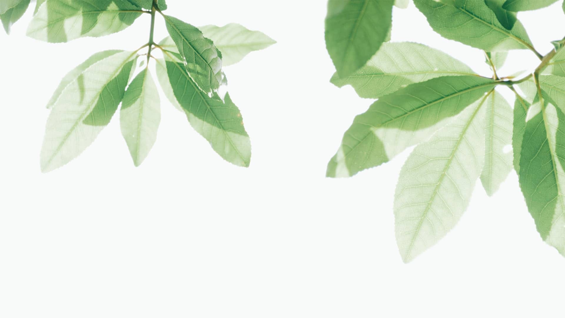 Green leaves in front of a light background. Green leaves in front of a light background.