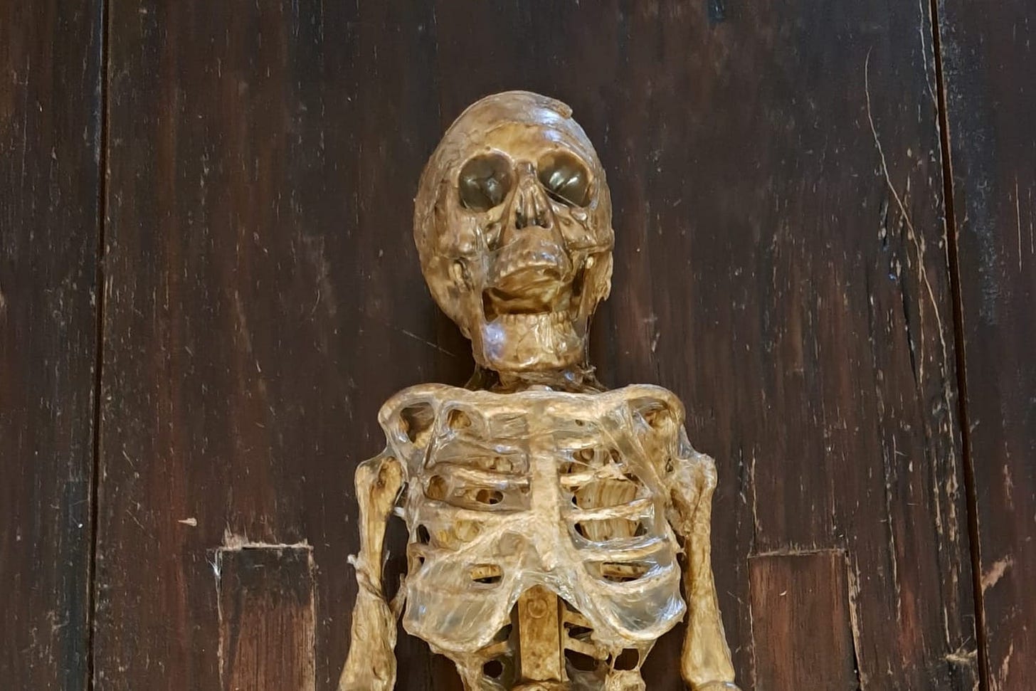 scary skeleton for halloween