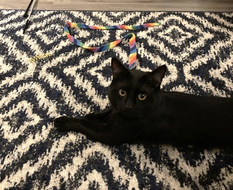 Sprite relaxes on a patterned rug next to a wand toy, looking happy after playtime. Sprite relaxes on a patterned rug next to a wand toy, looking happy after playtime.