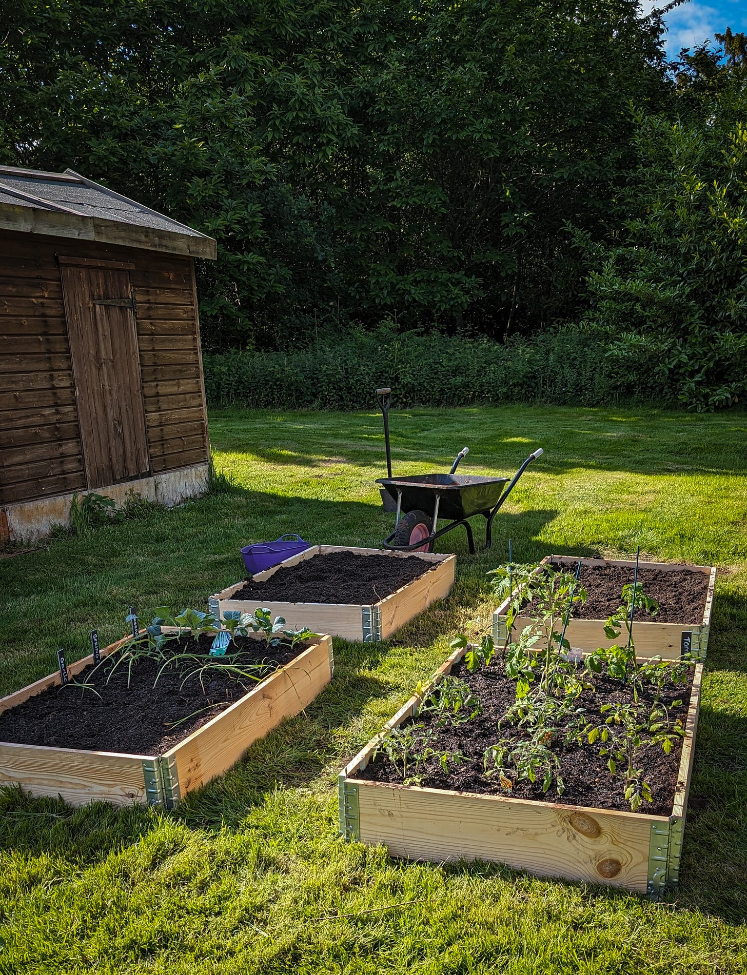Vegetable beds in the garden, exposed to animals.