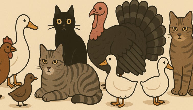 Cats and poultry shouldn't mix like this!