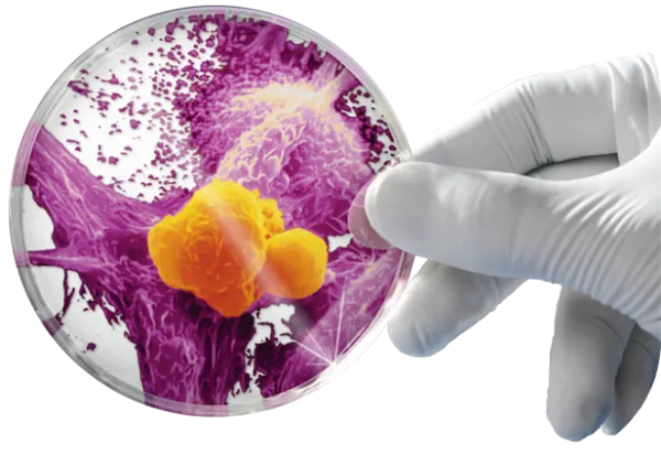 cancer cell culture bio