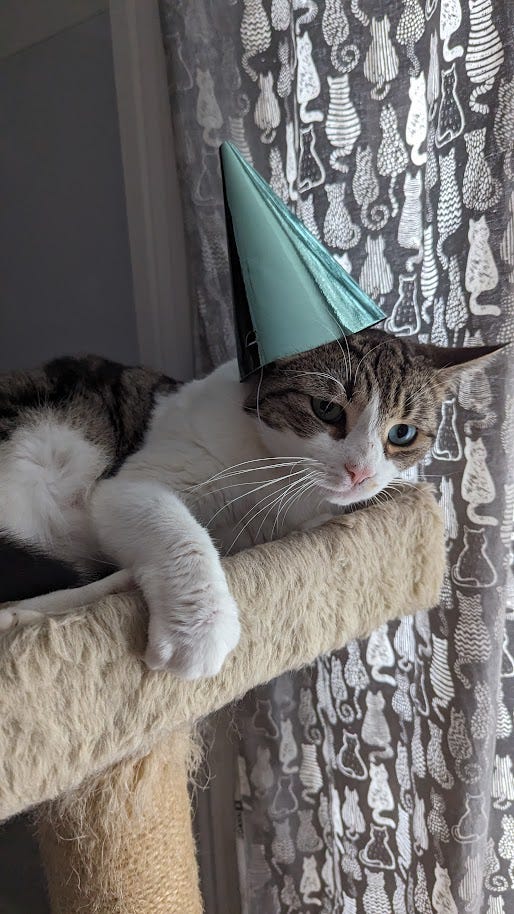 A gallery of pictures of a short-haired, grey mackerel tabby in varying states of relaxation and chill -- a close up, lounging outside, on the stairs, and in a cat tree. Always facing the camera, always into your soul. 