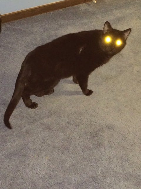Gizmo_Laser_Eyes_Black_Cat_Myth Gizmo_Laser_Eyes_Black_Cat_Myth