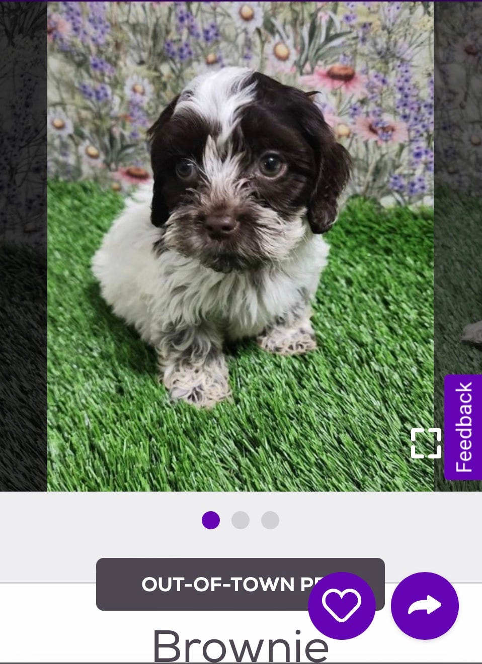 a very cute puppy named brownie