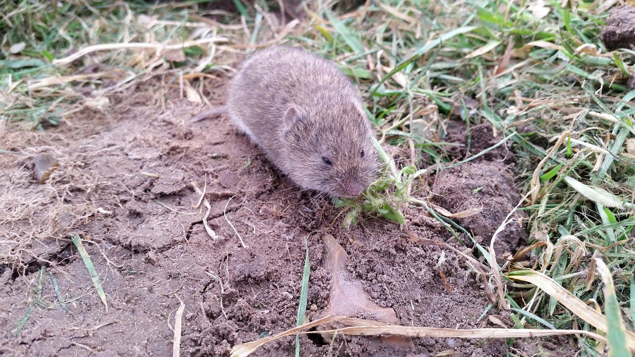 Free Vole Rodent photo and picture Free Vole Rodent photo and picture