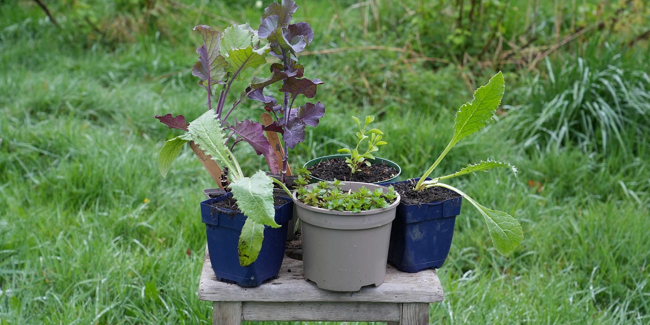 Perennial vegetable plant community (Part One)