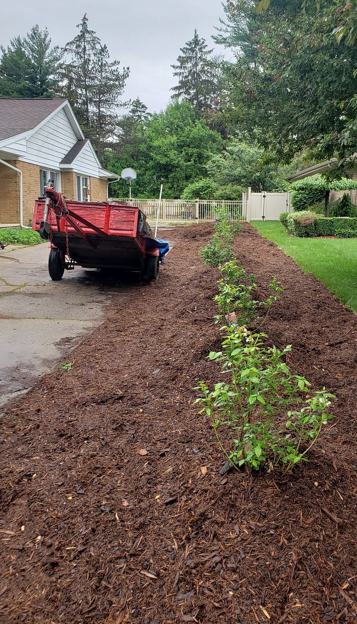 side by side comparisons of blueberry plant row, 2 years apart