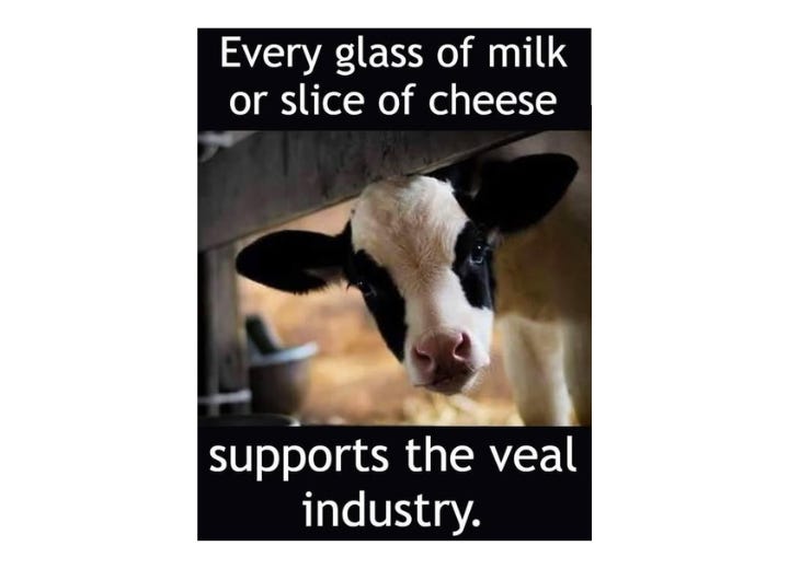 Every glass of milk and slice of cheese fuels the veal industry. Dairy cows are forcibly impregnated to produce milk, and their male calves, deemed useless, are often sent to slaughter for veal. By supporting dairy, we perpetuate this heartbreaking cycle of exploitation and suffering. Every glass of milk and slice of cheese fuels the veal industry. Dairy cows are forcibly impregnated to produce milk, and their male calves, deemed useless, are often sent to slaughter for veal. By supporting dairy, we perpetuate this heartbreaking cycle of exploitation and suffering.