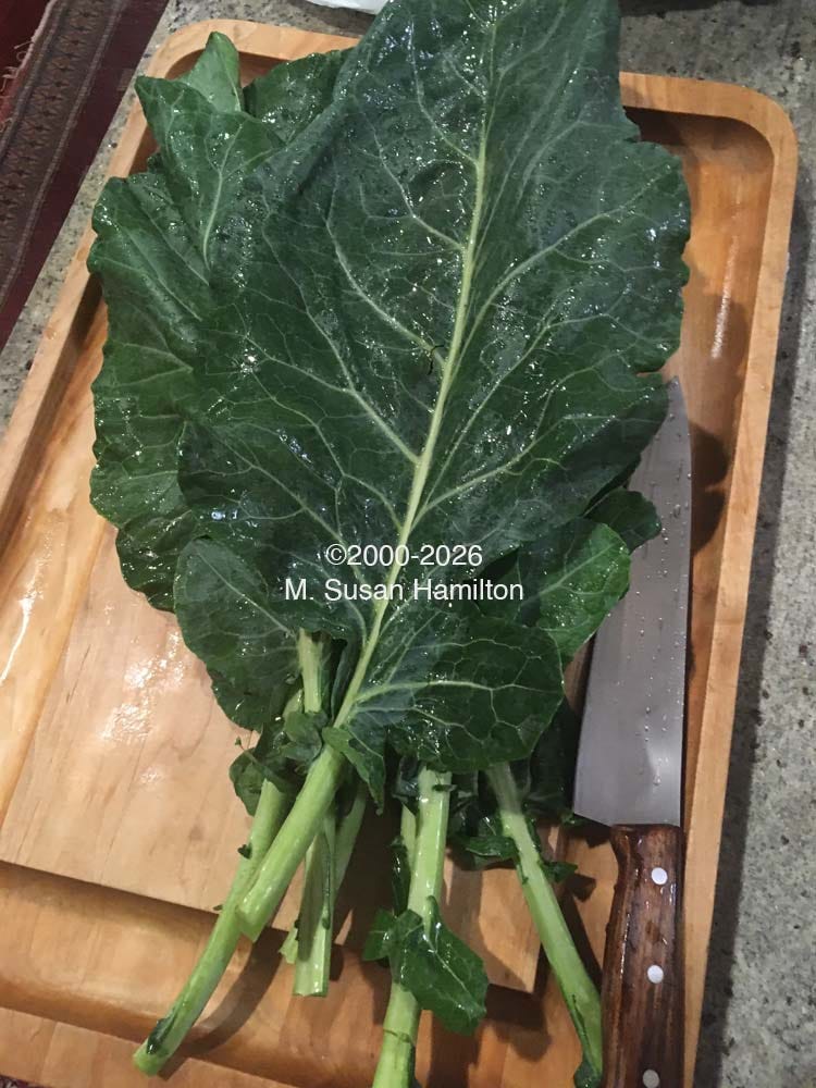 Chopping young collard greens