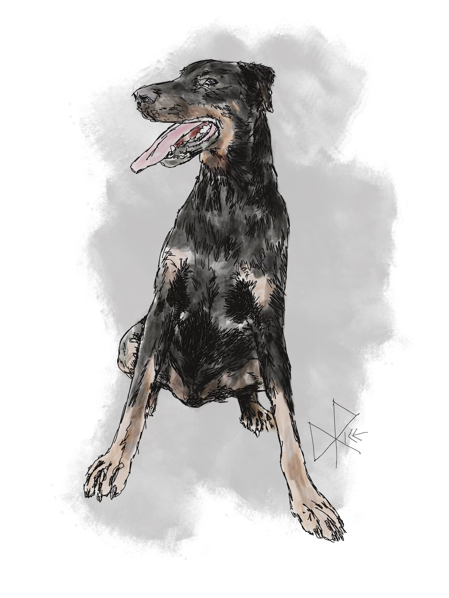 A seated Dobermann Pinscher, looking pretty with his tongue out. Sketch art by Don Rice.