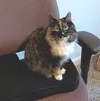 A multicolor cat sits on a desk chair