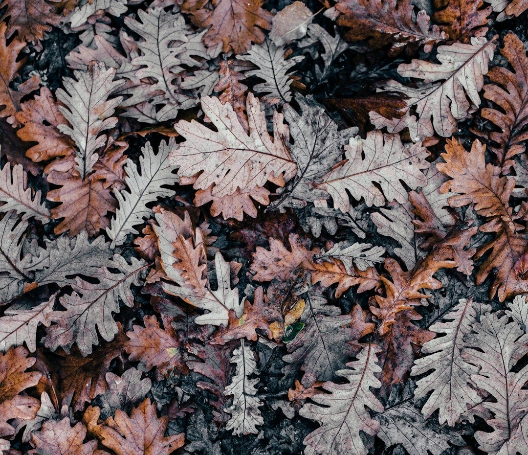 selective photography of dried leaf selective photography of dried leaf