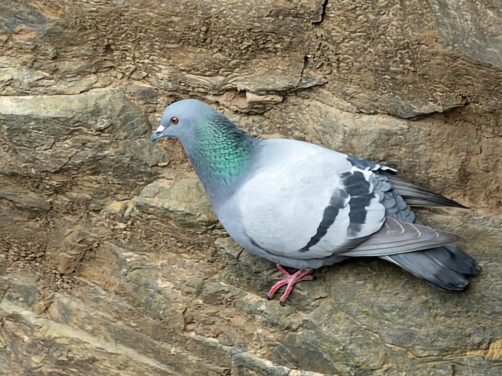 Rock Dove (image from Wikipedia)