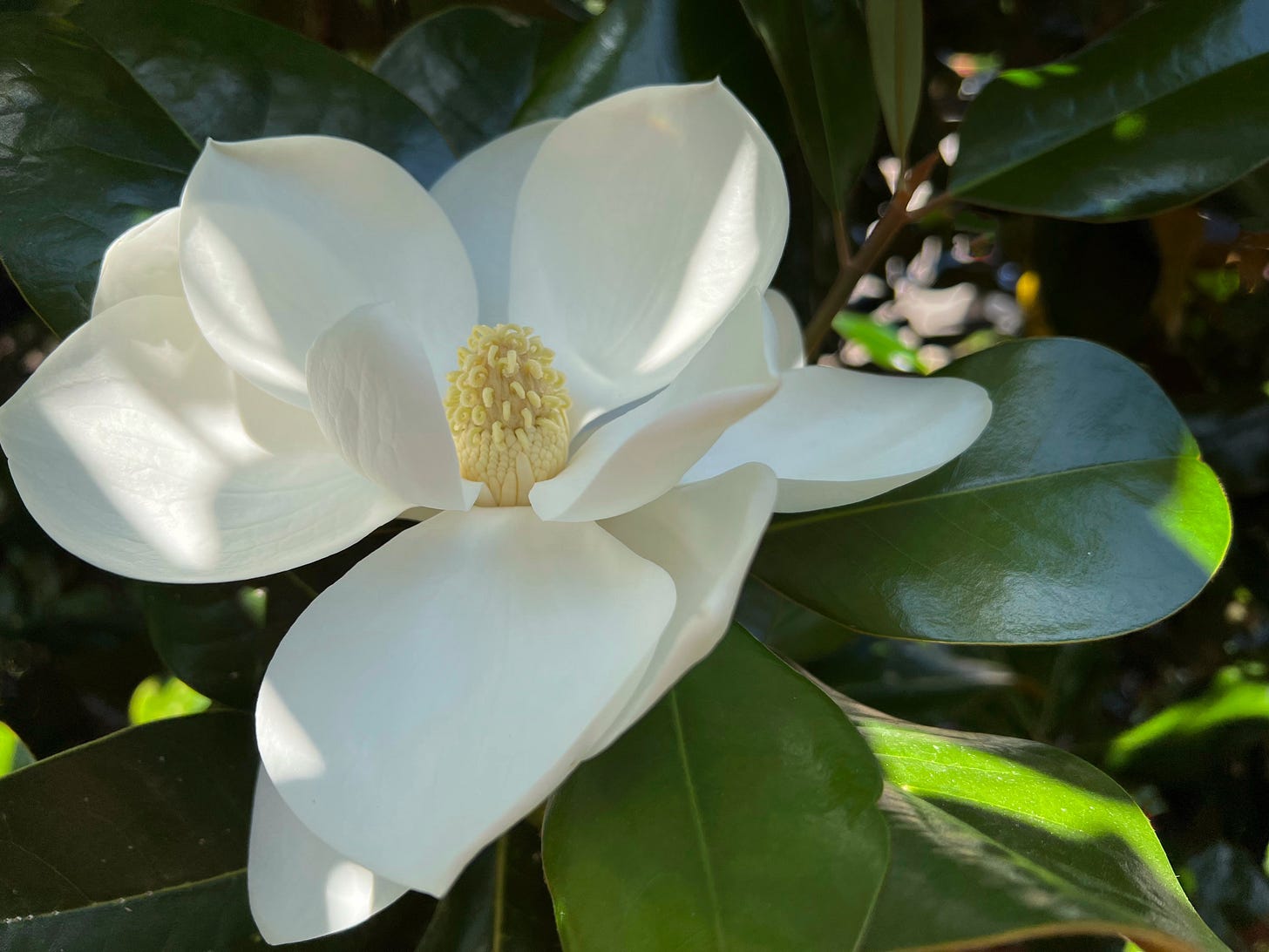 A single white Southern Magnolia blossom agains its dark green waxy leaves