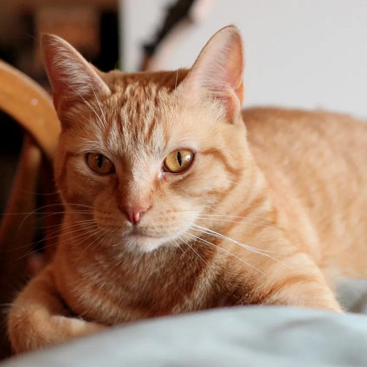 two orange striped tabby cats snuggle