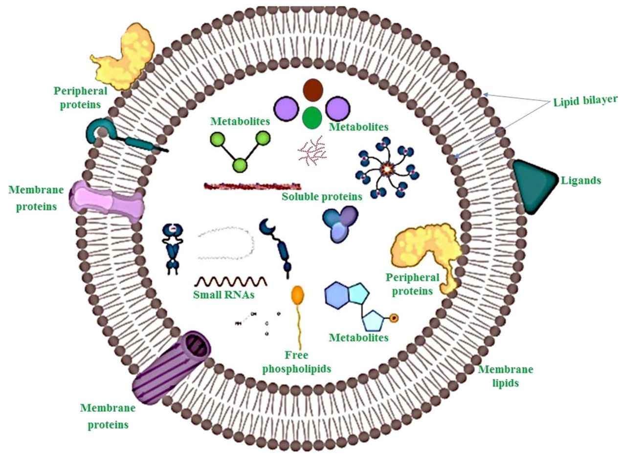 What is Plant-derived Exosome? - Creative Biostructure