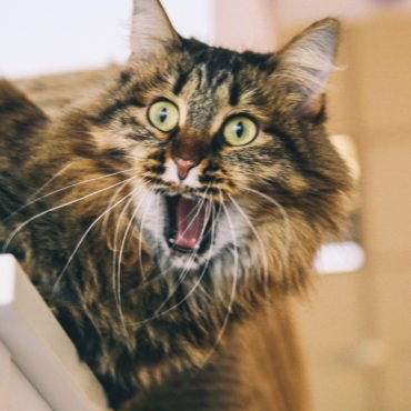 Cat Website | Best Print & Digital Cat Magazine | Modern Cat