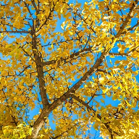 Ginkgo Biloba