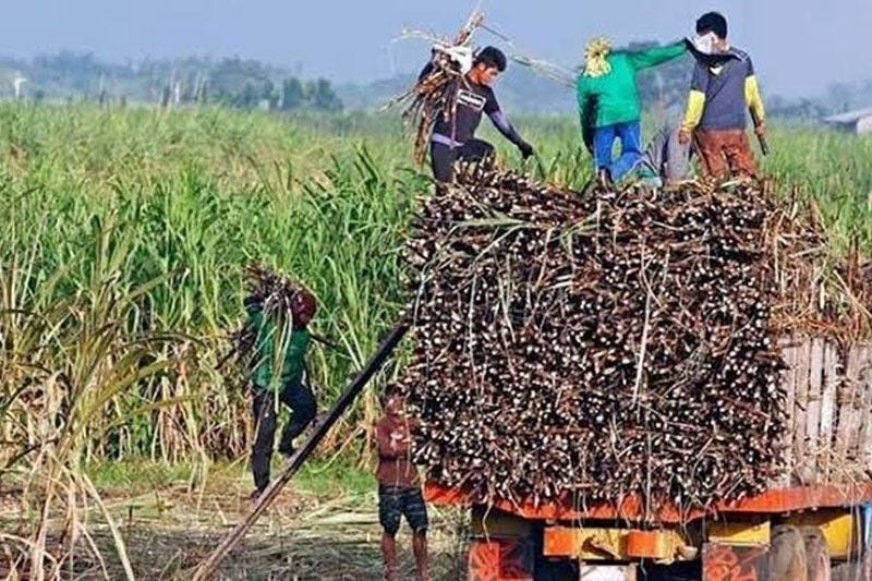 Local sugar sector eyes Thai model | Philstar.com