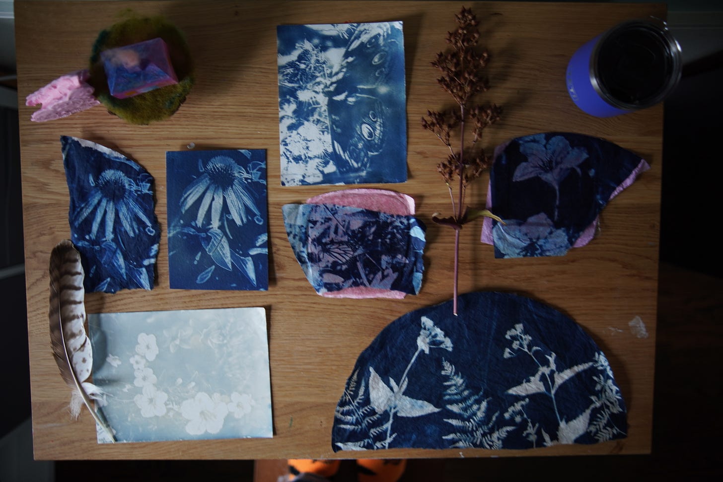 cyanotype prints of Echinacea, butterflies and blue mistflowers