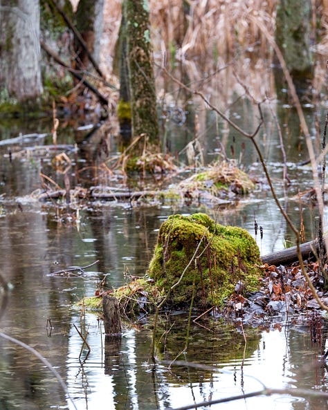 Early greens of spring