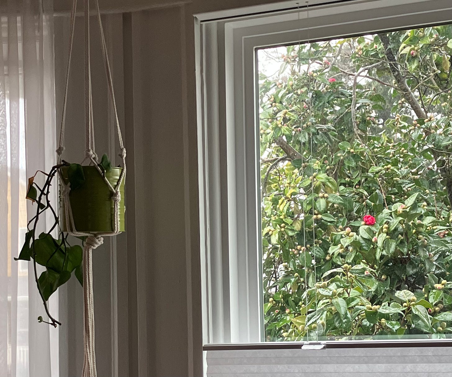 a window with a green plant in a hanger. One pink camellia blossom is seen on the tree outside. 